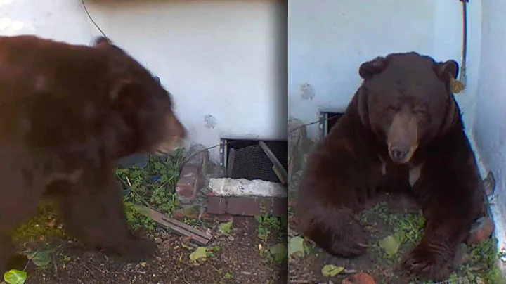 Man Finds Bear Living Under His Home