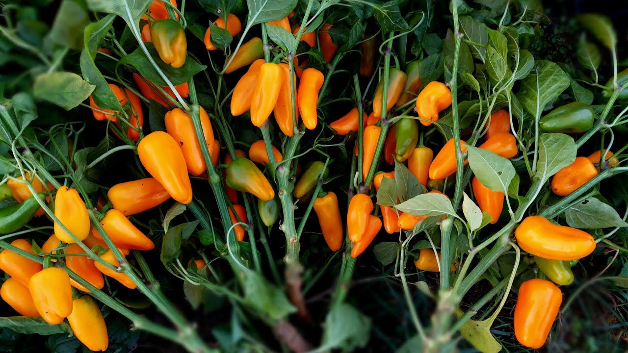 Чим підживити перець. Захист від хвороб та шкідників.