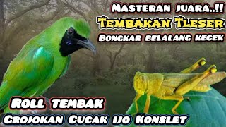 Masteran Cucak ijo full Tembakan dan isian kasar, Grojogan Walang kecek rapat dan panjang