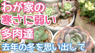 Vlog129 多肉植物 わが家の寒さに弱い多肉をピックアップしてみました 去年の冬を思い出して Youtube