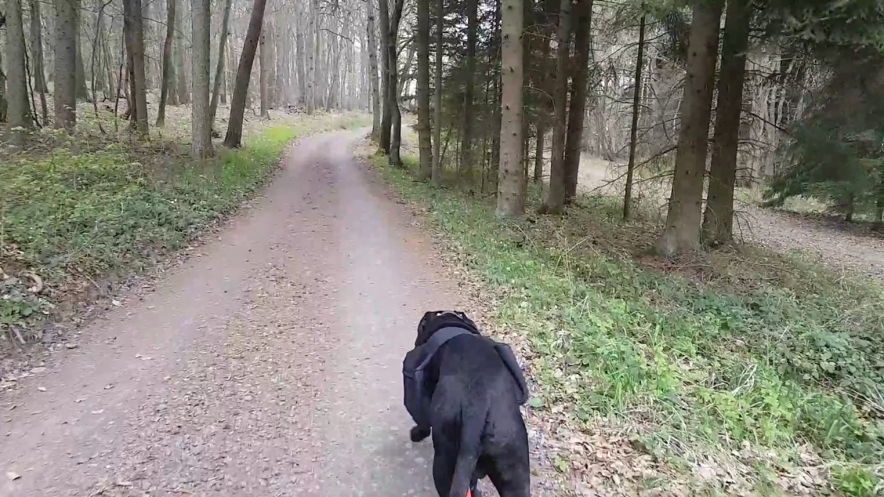 are cane corso good for hiking