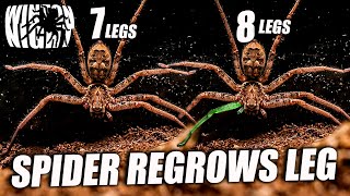 Мой паук вырастает с 7 ног до 8 ног - НОВАЯ РЕГЕНЕРАЦИЯ НОГИ