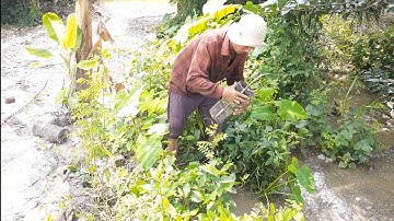 TẬP 4-NGHỀ ĐẶC LỢP  ẾCH MƯU SINH MÙA NƯỚC NỔI Ở MIỀN TÂY