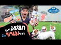 ไข่ต้มโดนแกล้งอีกแล้ว ไปดูกันว่าโดนอะไร? (รีวิว-หนมแท่งจากเพจPetChoiceBrand)