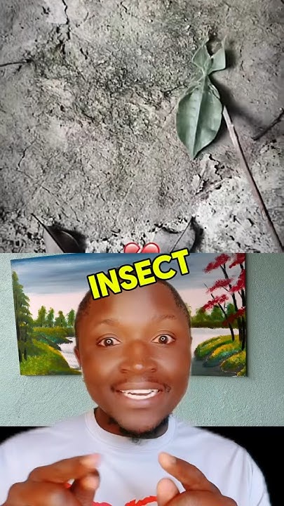 funniest-insect-in-the-world-shorts-funny-pullupyoshorts