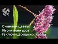 #включицарицыно. Хобби. Снимаем цветы. Итоги конкурса