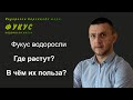 #Фукус #водоросли. Где растут? В чём их польза? Фильм первый.