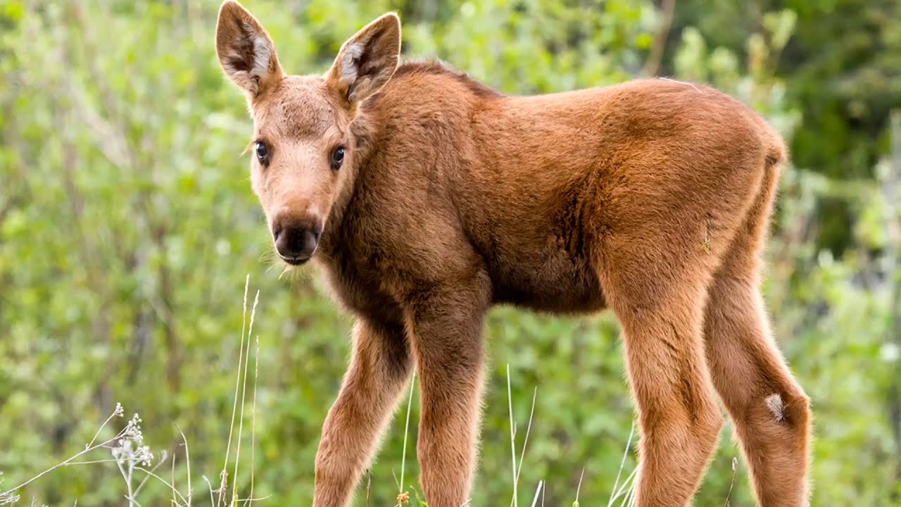 What is a baby Moose called? 