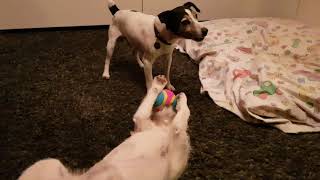 Young Dog Teasing Old Dog