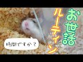 ハムスターの毎日のお世話はこうやります。
