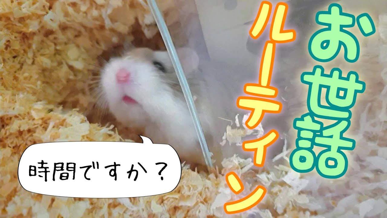 ハムスターの毎日のお世話はこうやります。