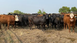 Meet The Cows!! (and Laura Farms merch)