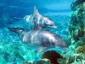 Wisdom of the dolphins by ilona selke