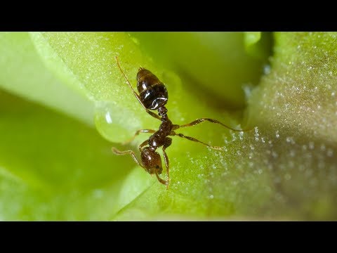 A carnivorous butterwort plant traps an ant