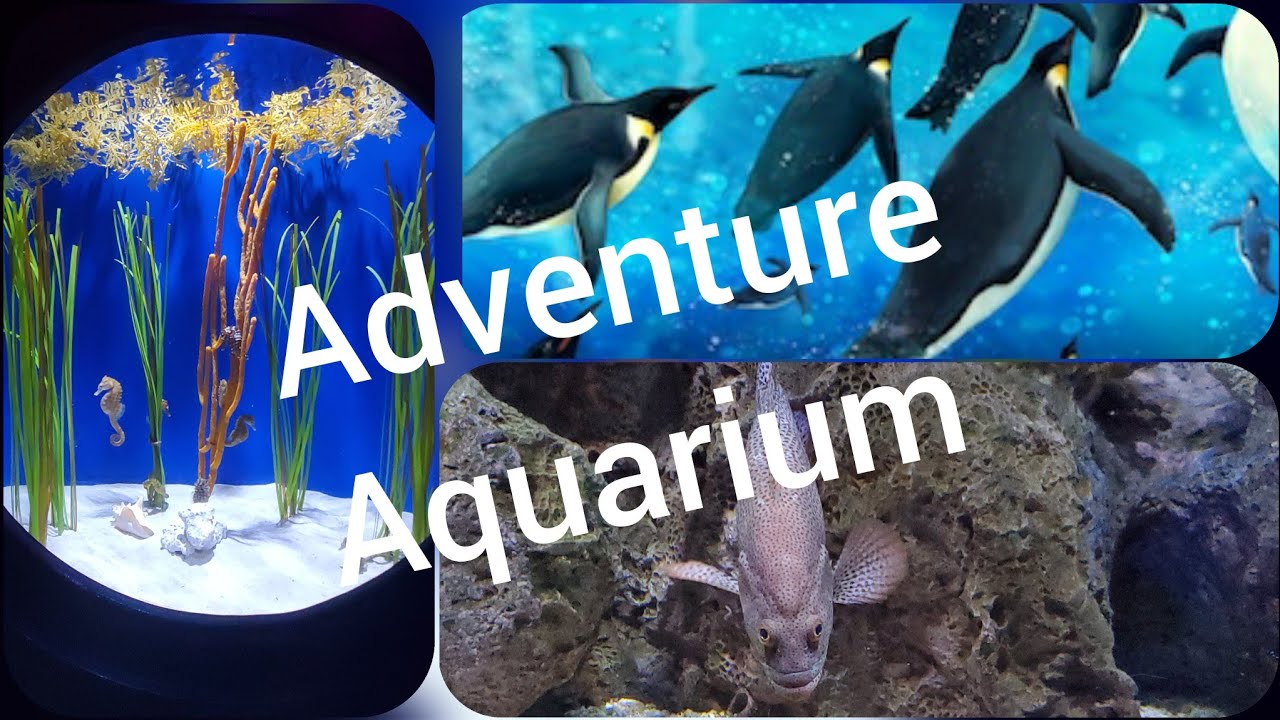 Adventure Aquarium - MaxresDefault