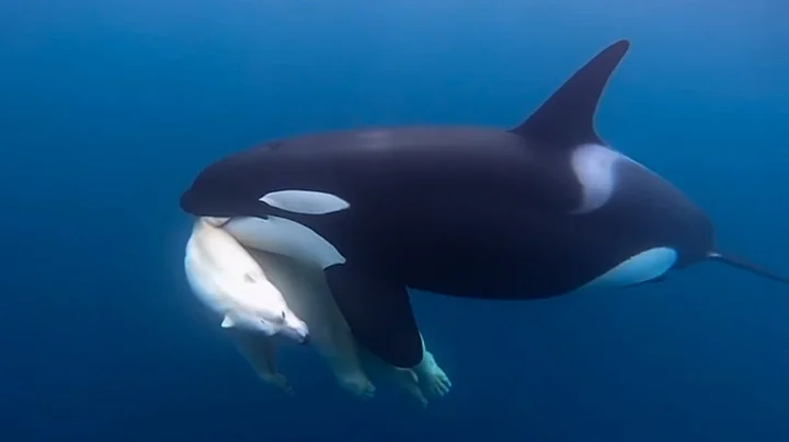 When an Orca Hunted a Polar Bear