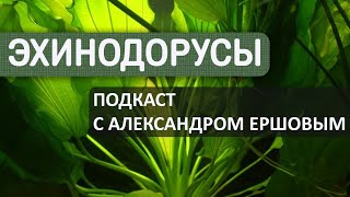 Такие разные Эхинодорусы. Подкаст с Александром Ершовым