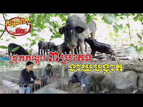 ជ្រូកកណ្តុរមេ បង្កាត់ជ្រូកព្រៃក្បែរជើងភ្នំ