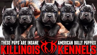 EXTEREME AMERICAN BULLY PUPPIES FOR SALE FROM THE WORLD FAMOUS KILLINOIS KENNELS!!!!!! by KILLINOIS KENNELS 12,487 views 2 months ago 16 minutes