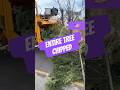 Entire tree chipped #treeremoval #chipper #treeclimbing