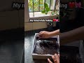 dm for order subscribe for more #tamil  #shorts #shortvideo #brownie #homemade