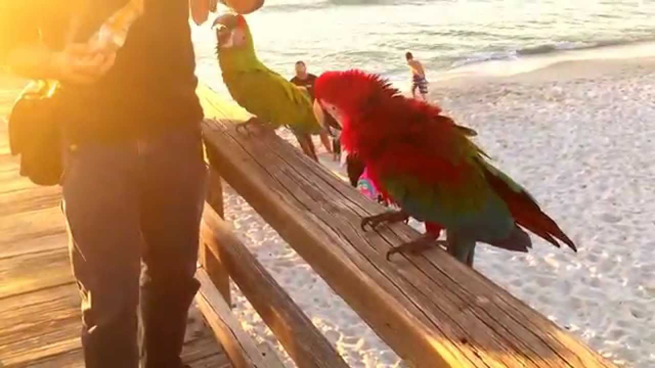 Macaw Parrots Visit The Beach At Naples Pier Bird Gardens Of