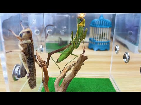 大刀螳螂 捕食 巨型蚂蚱 The big knife Mantis preys on giant grasshoppers