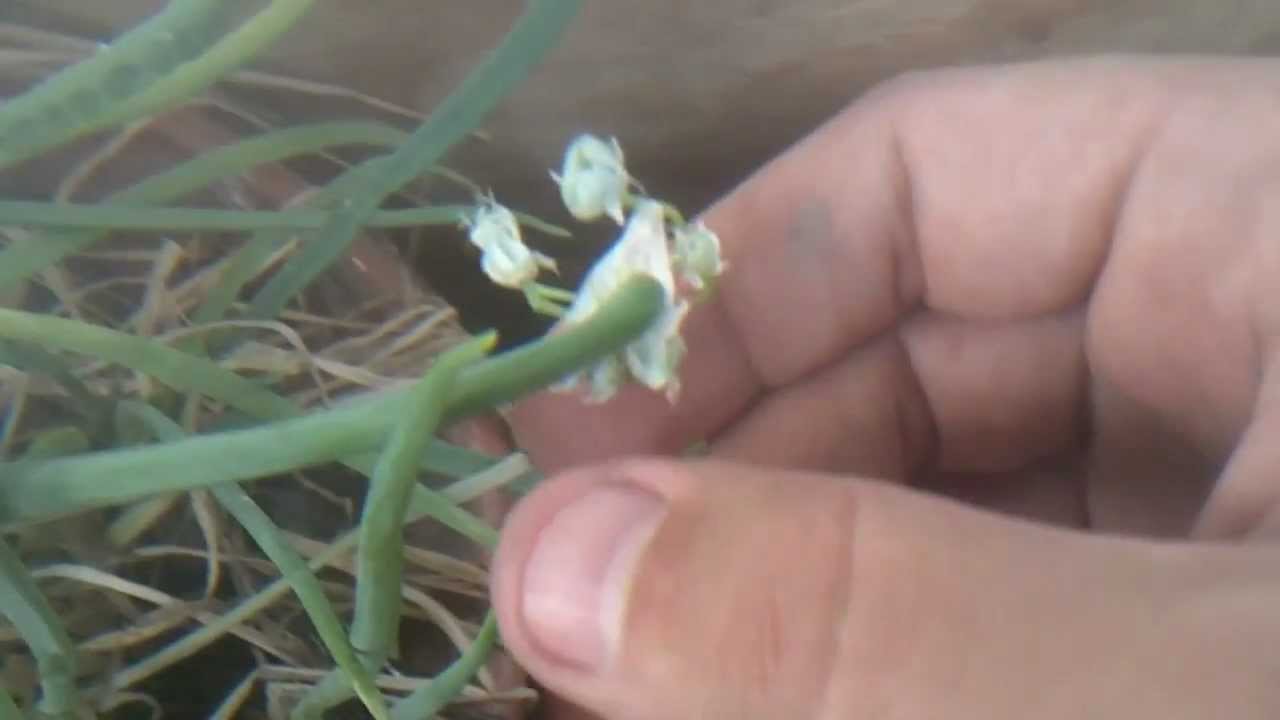 Eating Onion Flowers WOW Amazing Flavor YouTube Eating Onion Flowers WOW Amazing Flavor YouTube
