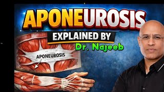What is Aponeurosis.Explain by dr.najeeb #doctor#pharmacy #medical @DoctorMike@IndianMedicalLecture