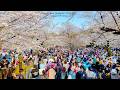 4K60【満開の代々木公園 桜の絶景】お花見 大混雑 2026 東京 Japan