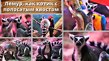 Лемур, как котик с полосатым хвостом. Lemur katta befriends with parrots.