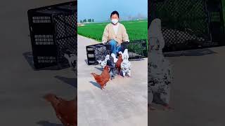 King Level Fancy Kabootar 👑 | VIP Birds Collection #kingsizekabootar #fancykabootar #pigeonlovers