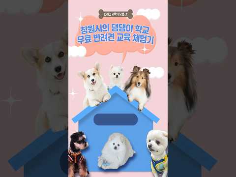 댕댕이에 찐심이다! 창원시 반려견 학교🐾울 댕댕이 행동 바로잡는 비법 공개!🐶​ #창원시 #반려견학교 #성산구 #펫빌리지