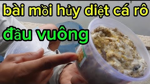 câu cá rô đầu vuông hồ dịch vụ, gặp bài mồi hủy diệt thả mồi xuống là lượm hàng liền