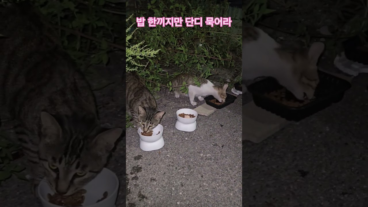 우리 길냥이들 #복순이 #까망이 #퇴근 #부산강서구