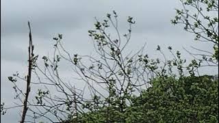 Sedge warbler @ RSPB Lochwinnoch