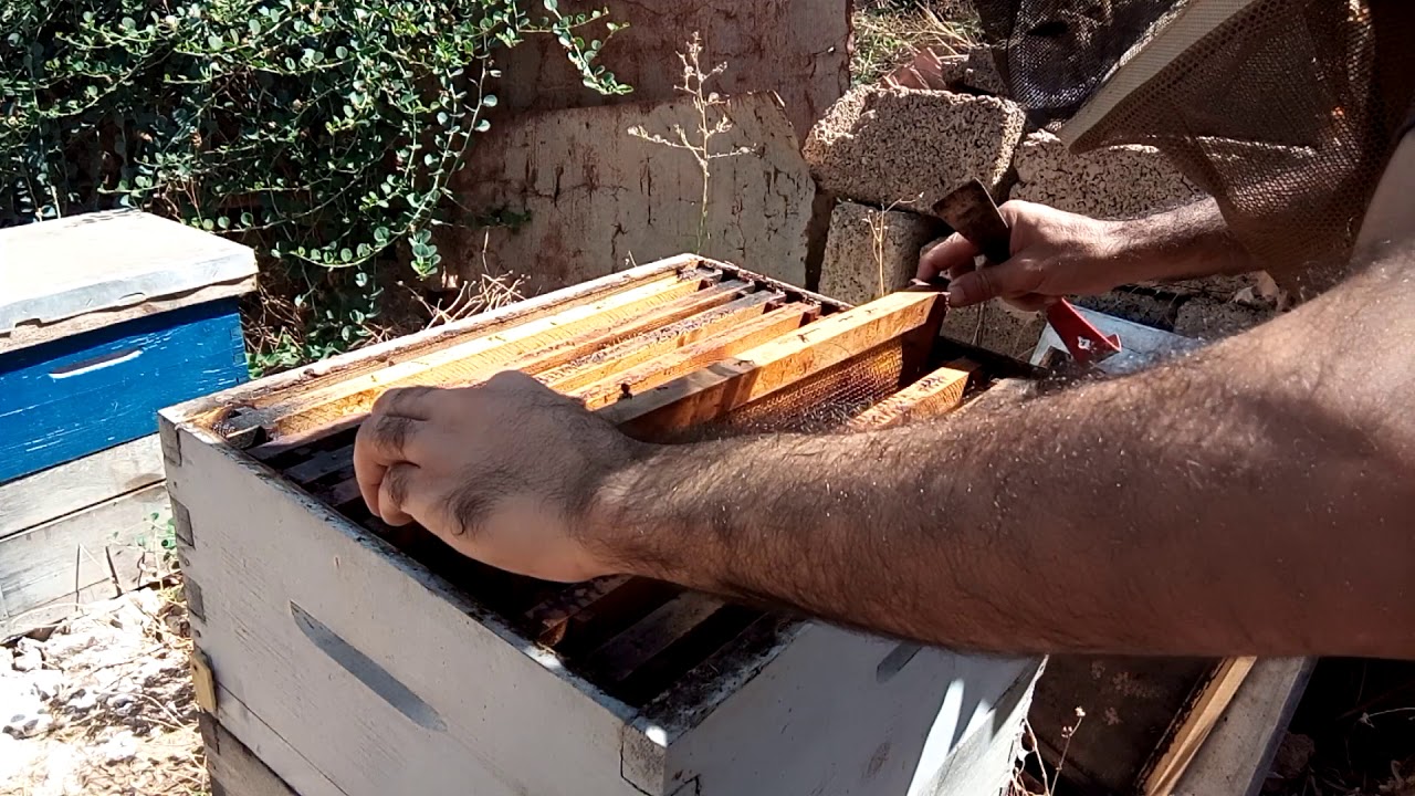 الدرس 91 // ذكور الأمهات الكاذبة هل هي صالحة لتلقيح الملكة أم لا ؟؟