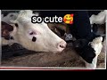 Field visit Vlog 🥳 ( Agri Class ) |  Nuwaraeliya NewZealand Farm &amp; NAQDA ginigathhena✨