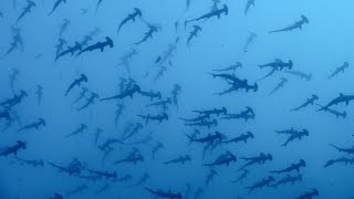 Malpelo, the island of the Hammerhead sharks- The film- 4K