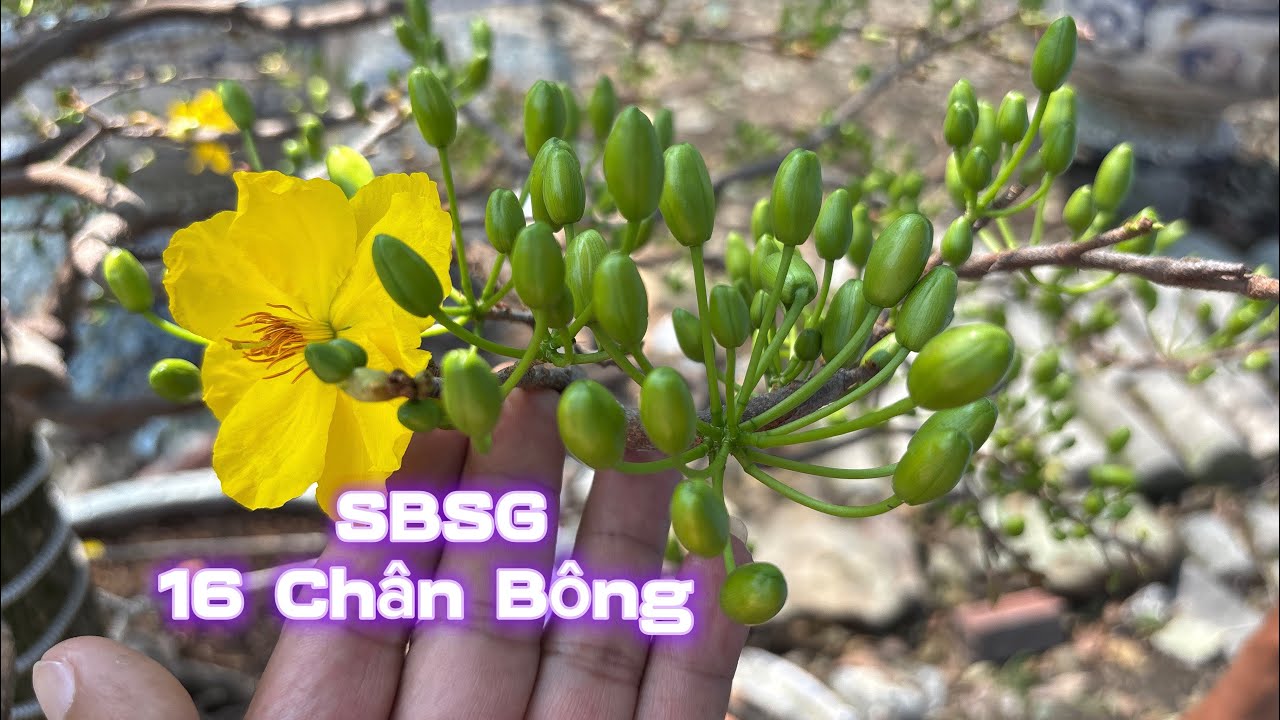 💥Xuất hiện Siêu Bông Sài Gòn chính hiệu 16 Chân Bông ở Vườn Mai Phương Bình|Vùng Đất Rồng 