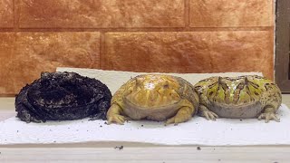 汚れたカエルをまとめて洗います