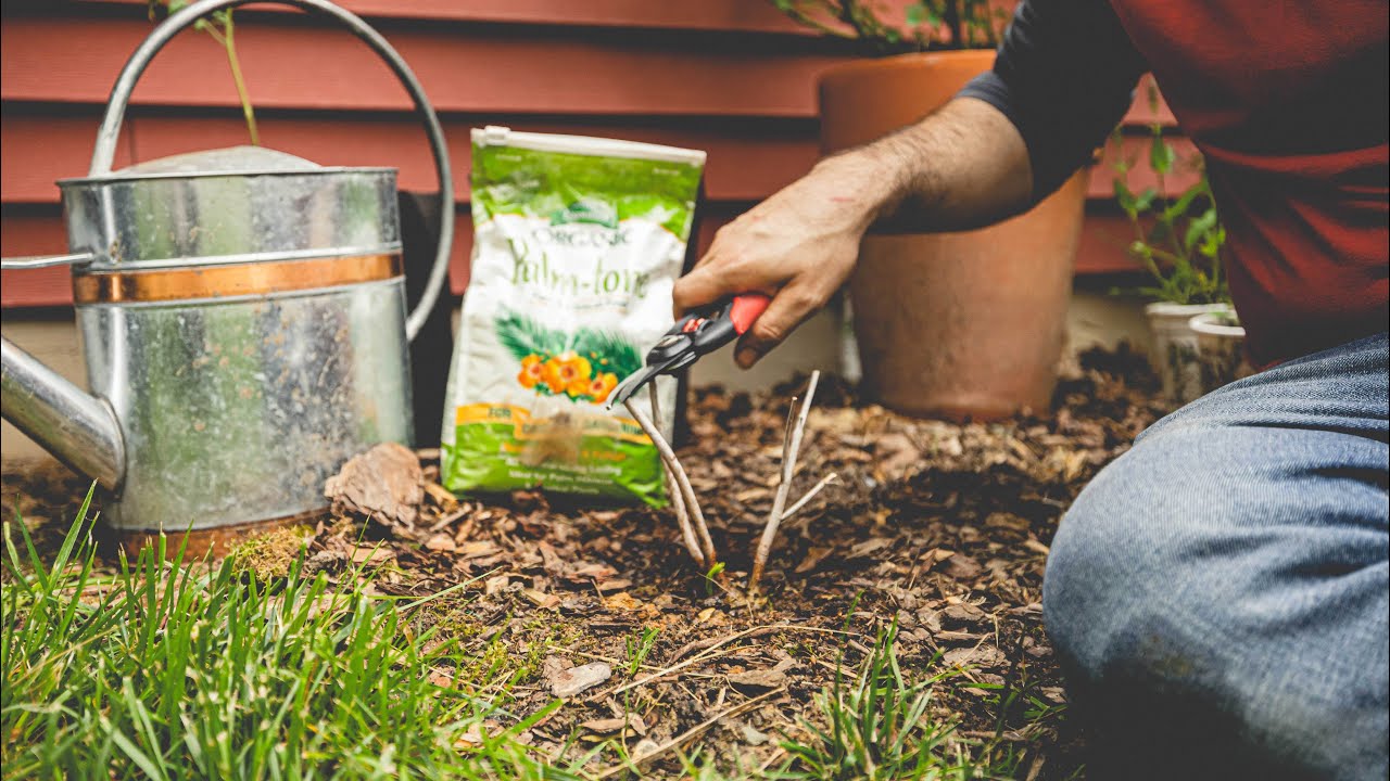 Can You Grow Rose Mallow In Pots?