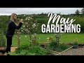 Spring vegetable garden catchup incl beans update  planting oca green roof an irish garden