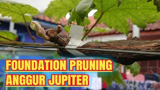 FOUNDATION PRUNING JUPITER GRAPES‼️🔥🍇