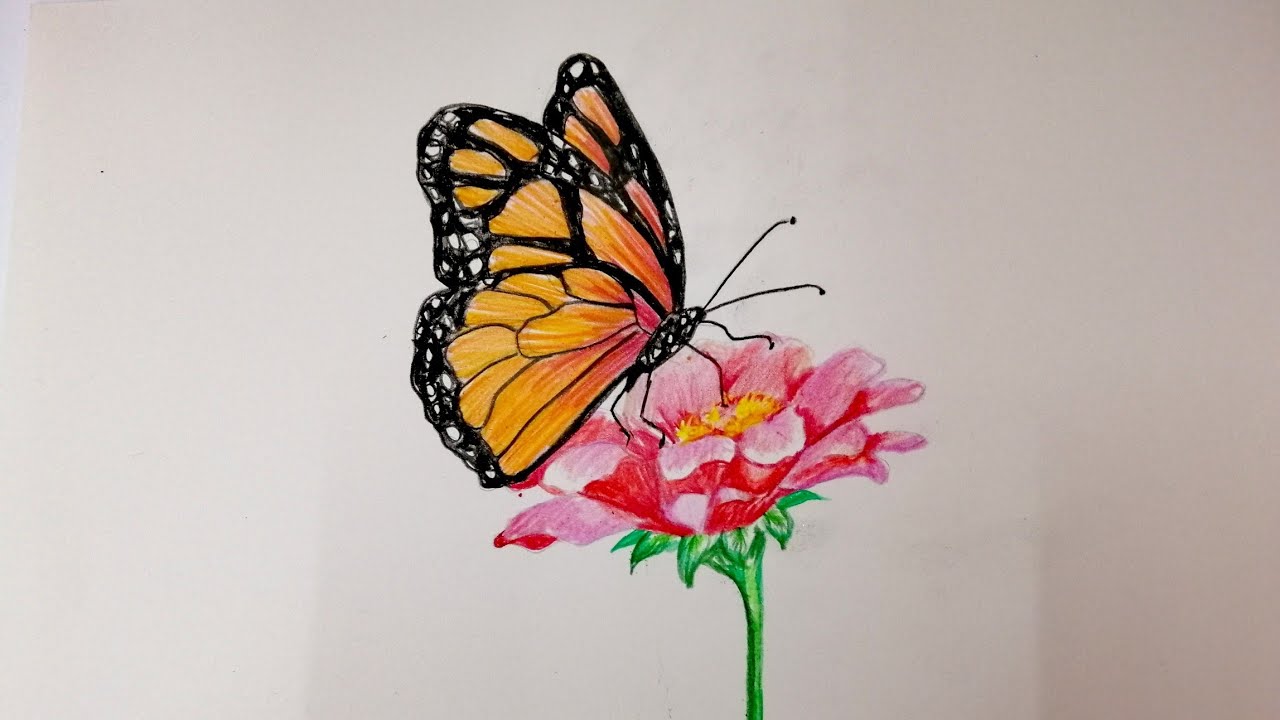 How To Draw And Color A Butterfly And Flowers Drawing Butterfly ...