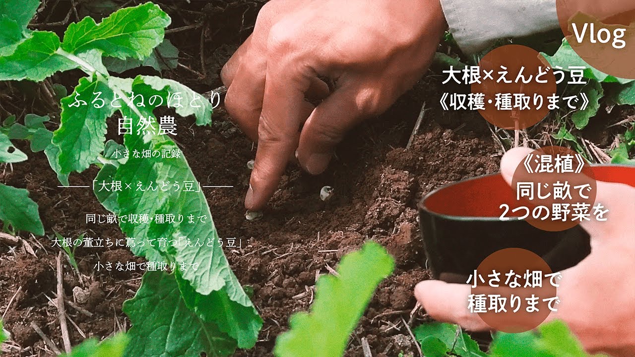 大根×えんどう豆》大根の董立ちに蔦って「えんどう豆」を育ててみる 