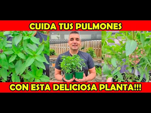 Video: ¿Qué es la albahaca de Bush? Aprenda sobre la albahaca de Bush vs. Plantas de hierbas de albahaca dulce