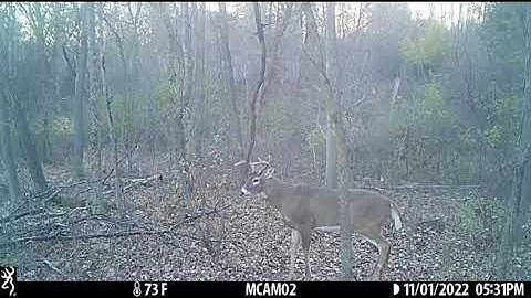 2022 Grapevine Mock Scrape