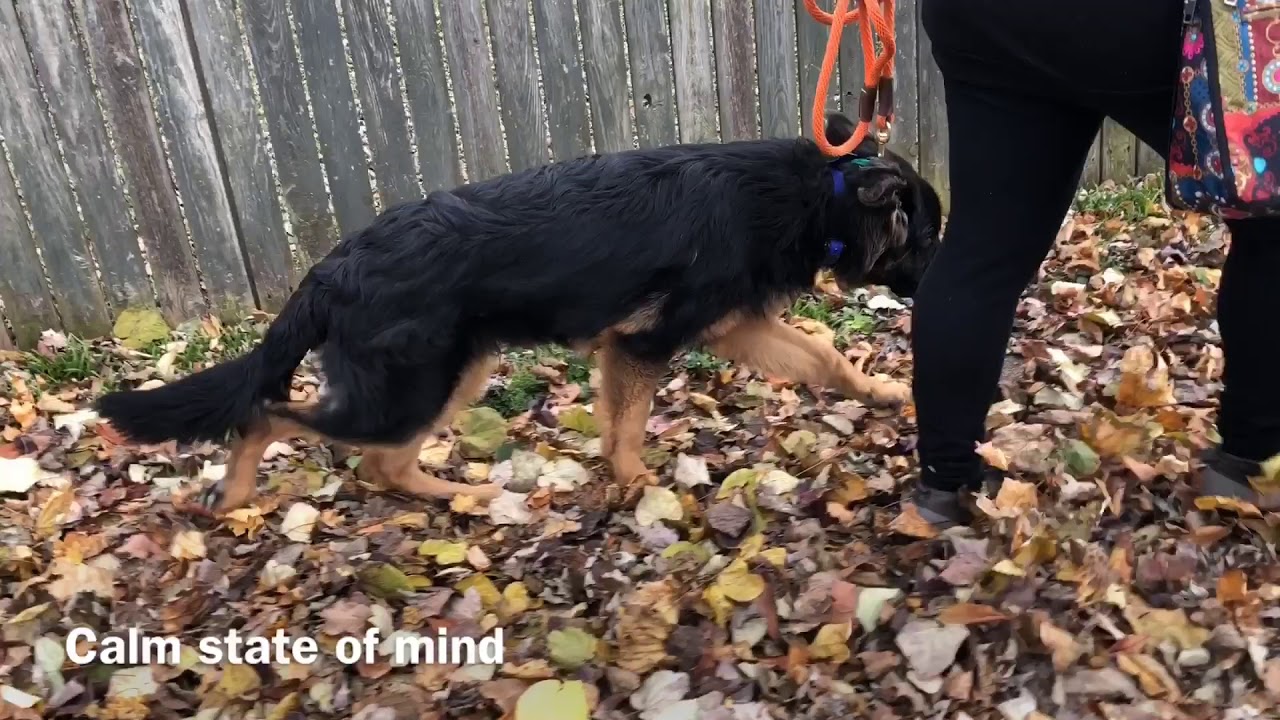 Jeffrey Go Home - 6mo GSD - YouTube