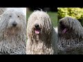 Komondor | Funny and Cute dog video compilation in 2022